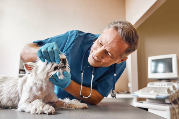 Best Weekend Emergency Dental Services in Gardner, IL